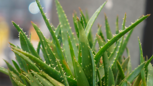 Aloe Vera: Su cultivo, propiedades y usos