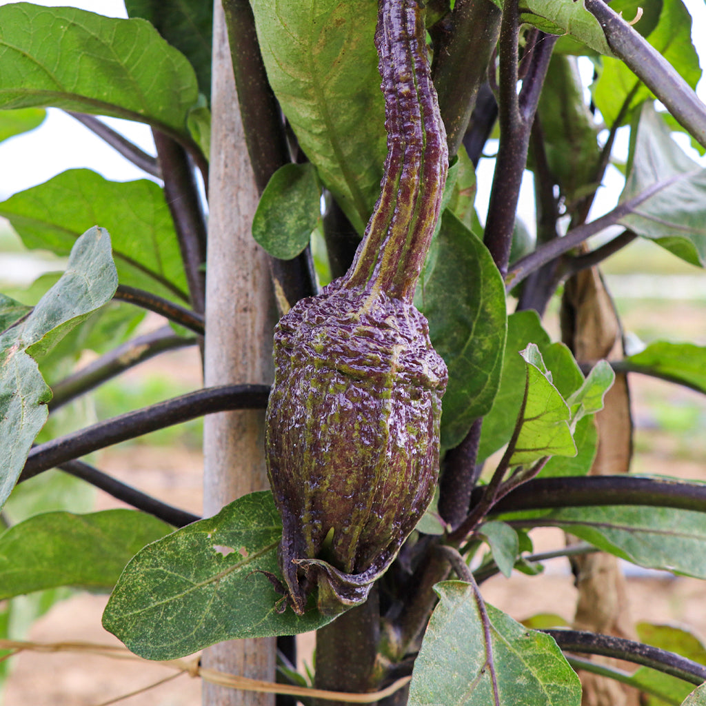 Berenjena de Almagro