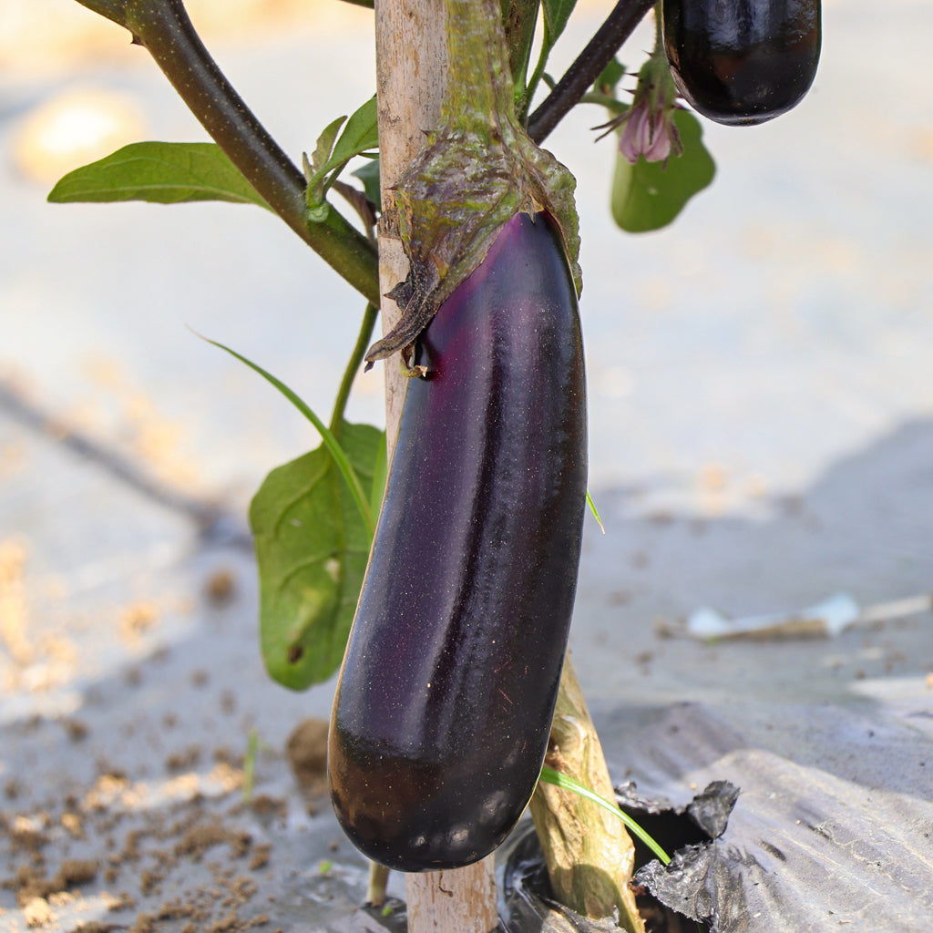 Berenjena Larga Negra