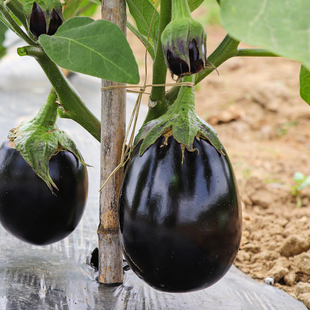 Albergínia Rodona Negra