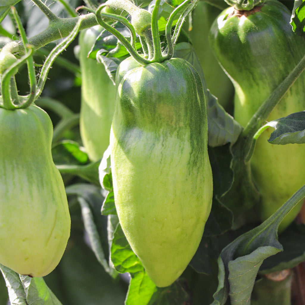 Tomate Bitxo