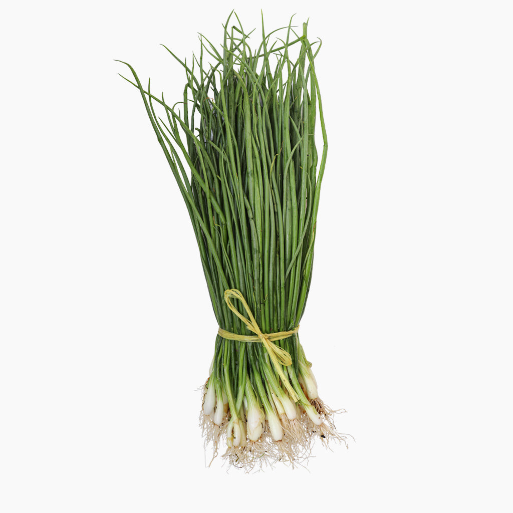 manojo de cebollas de raíz para plantar