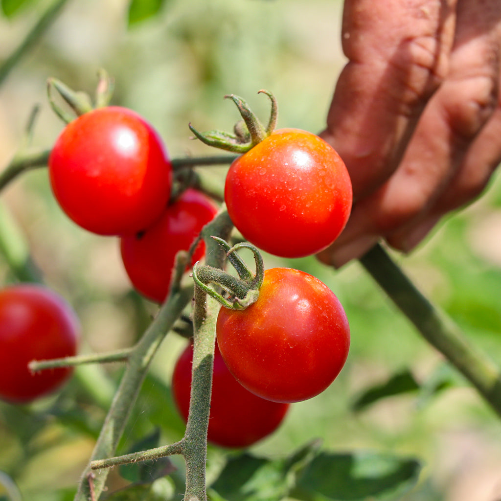 Tomàquet Cherry Rodó Vermell