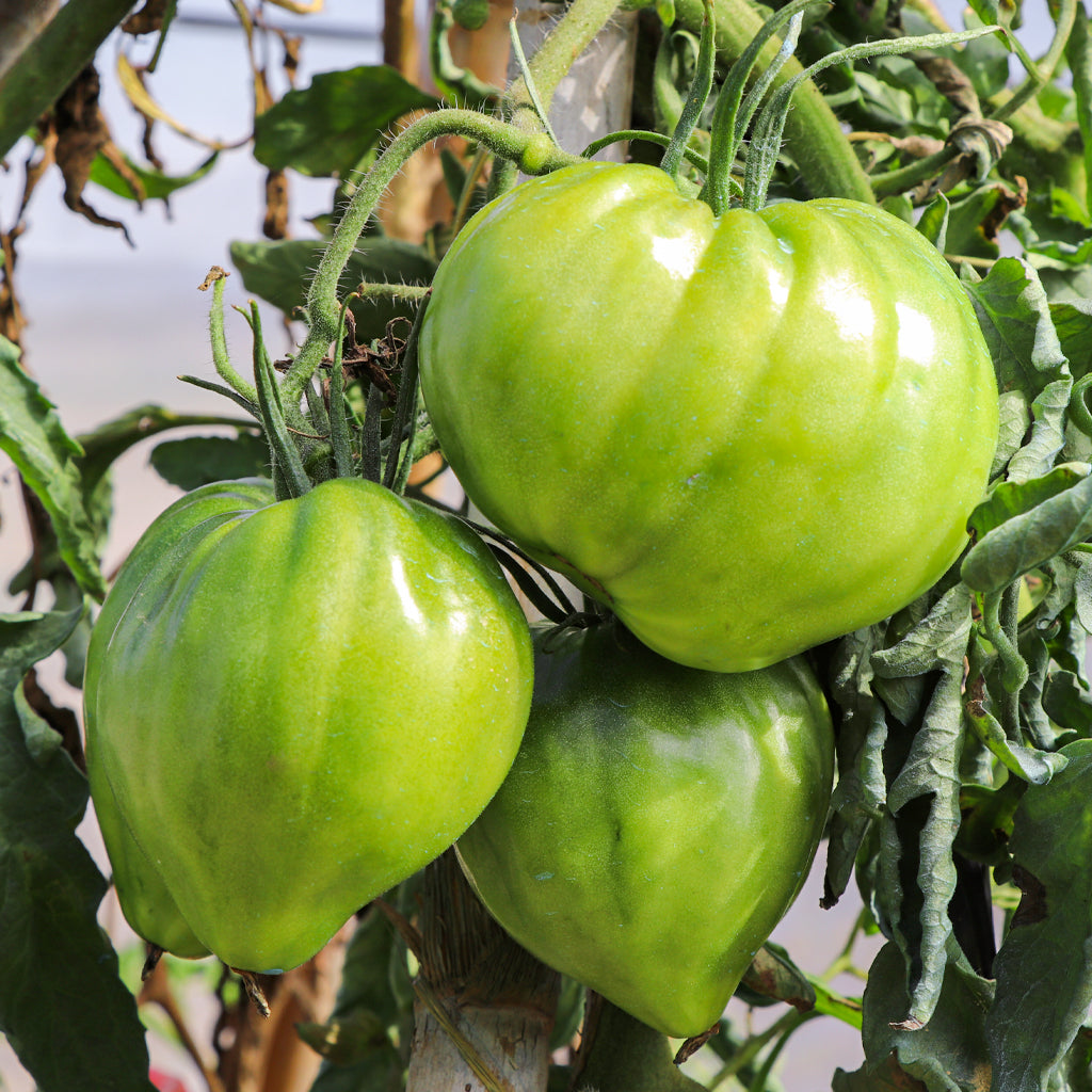 Tomate Cor de Bou