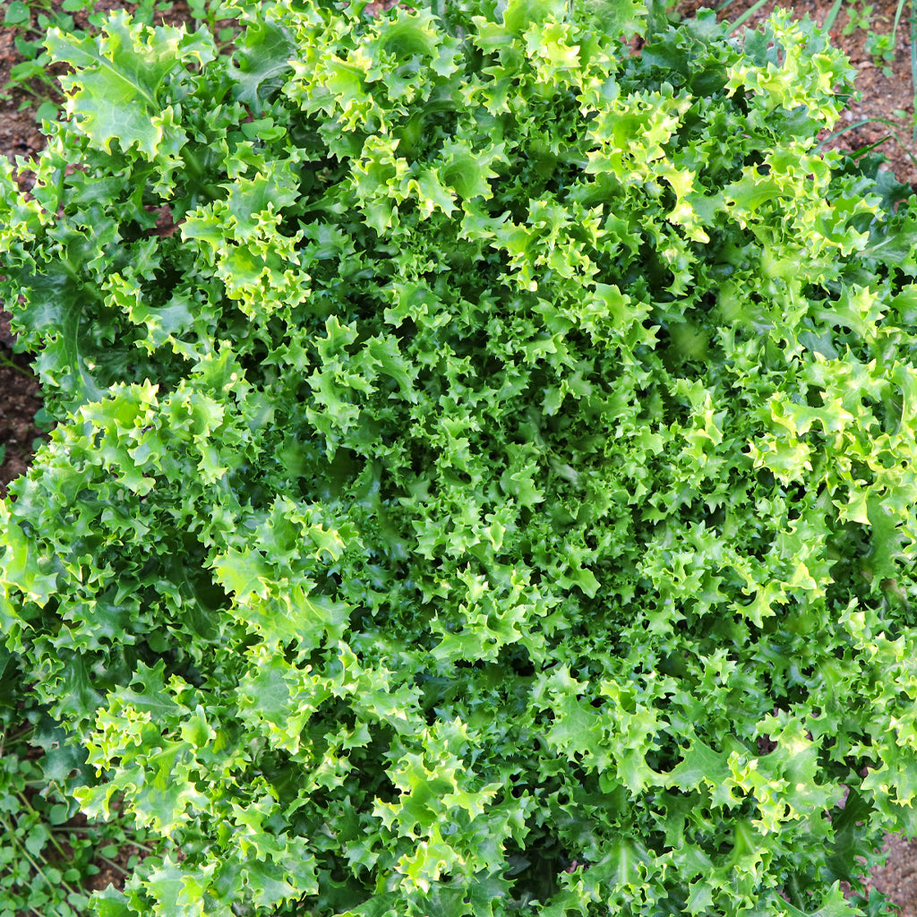 Escarola Rizada