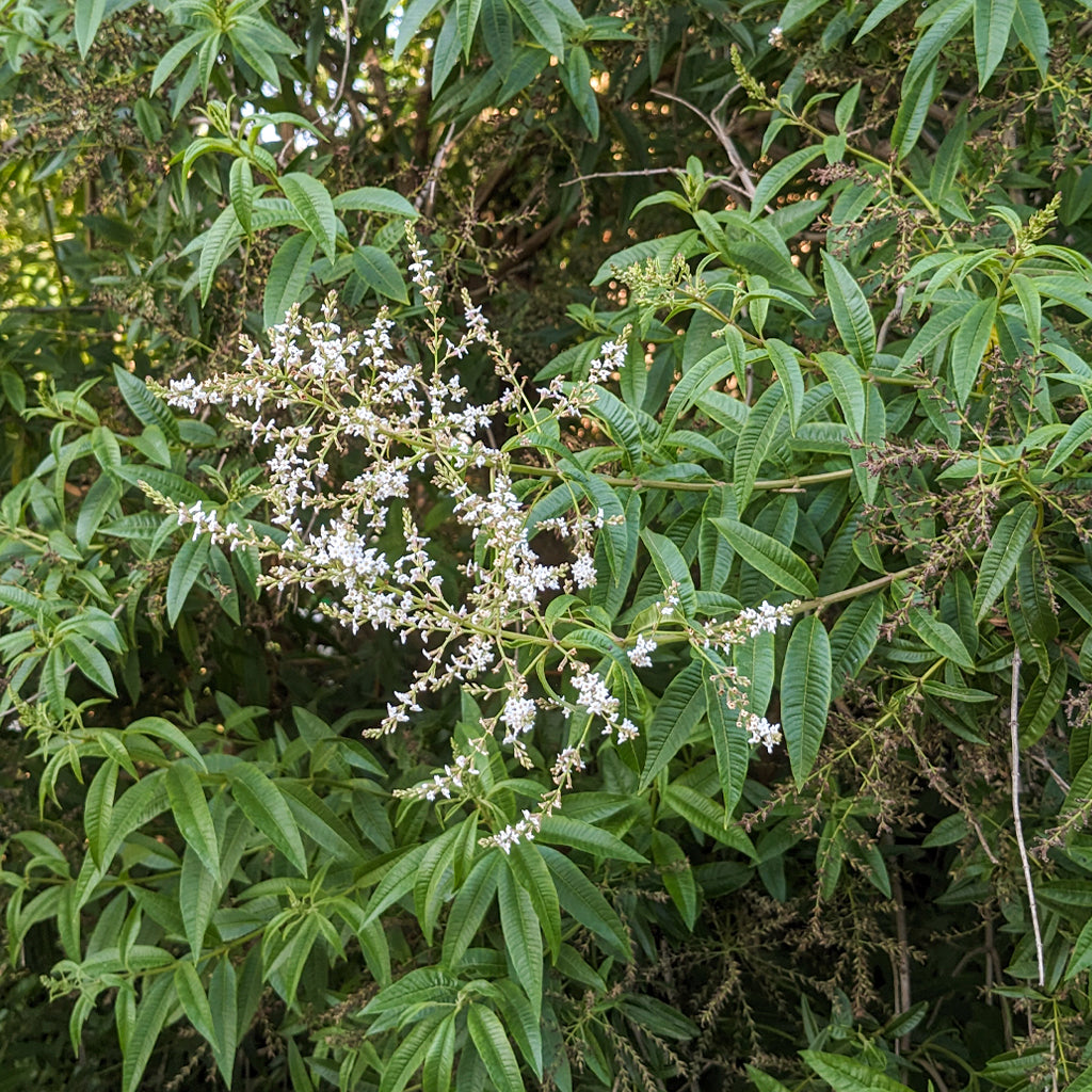 Compra Hierbaluisa online en tienda de plantas medicinales y hierbas aromáticas PlantaBo