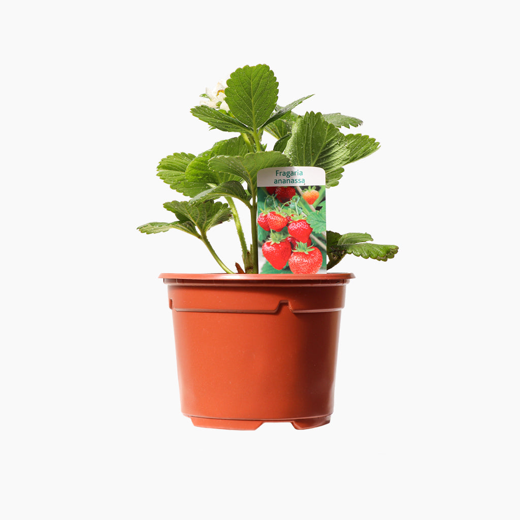 Test de Maduixa Quatre Estacions