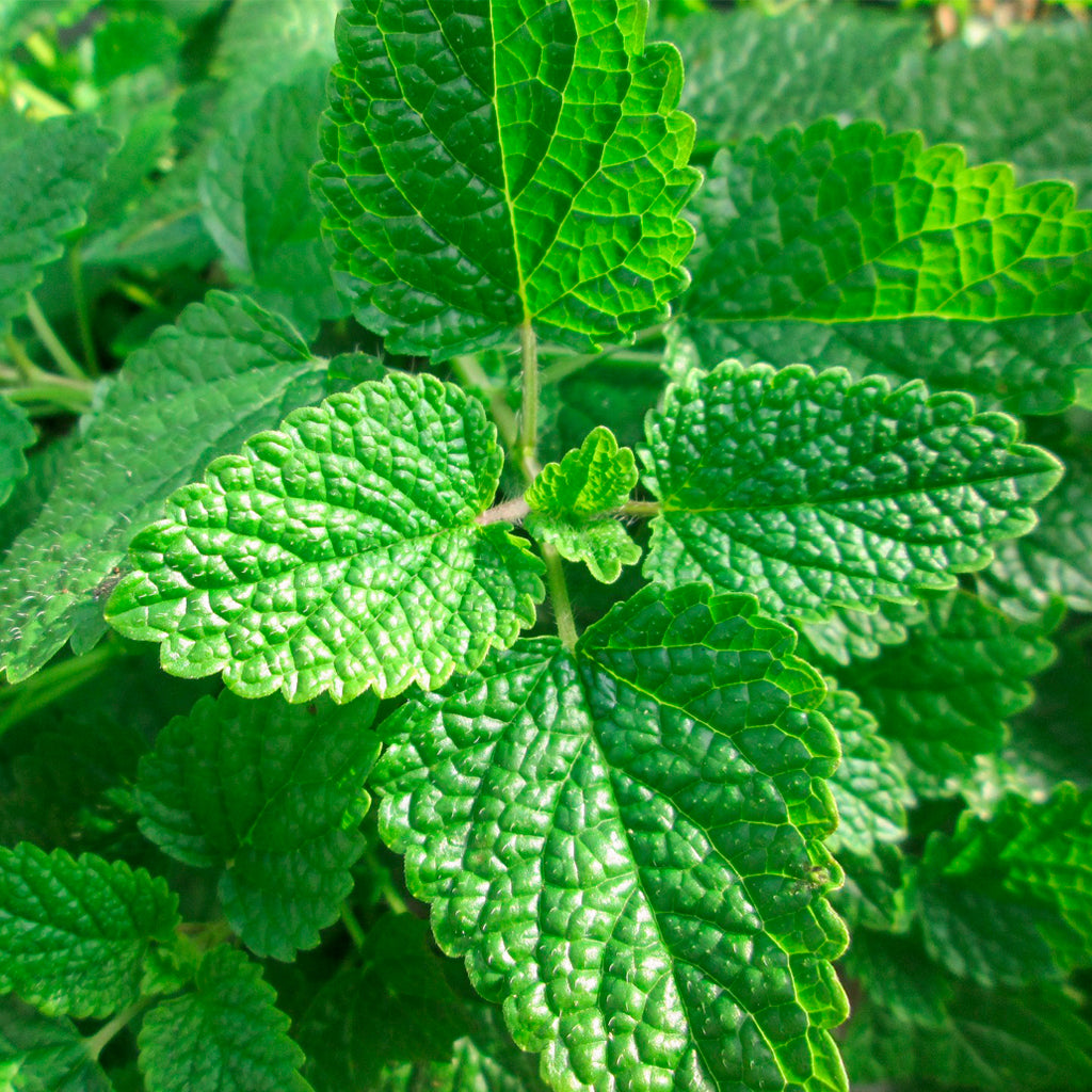 Compra Melisa online en tienda de plantas medicinales y hierbas aromáticas PlantaBo