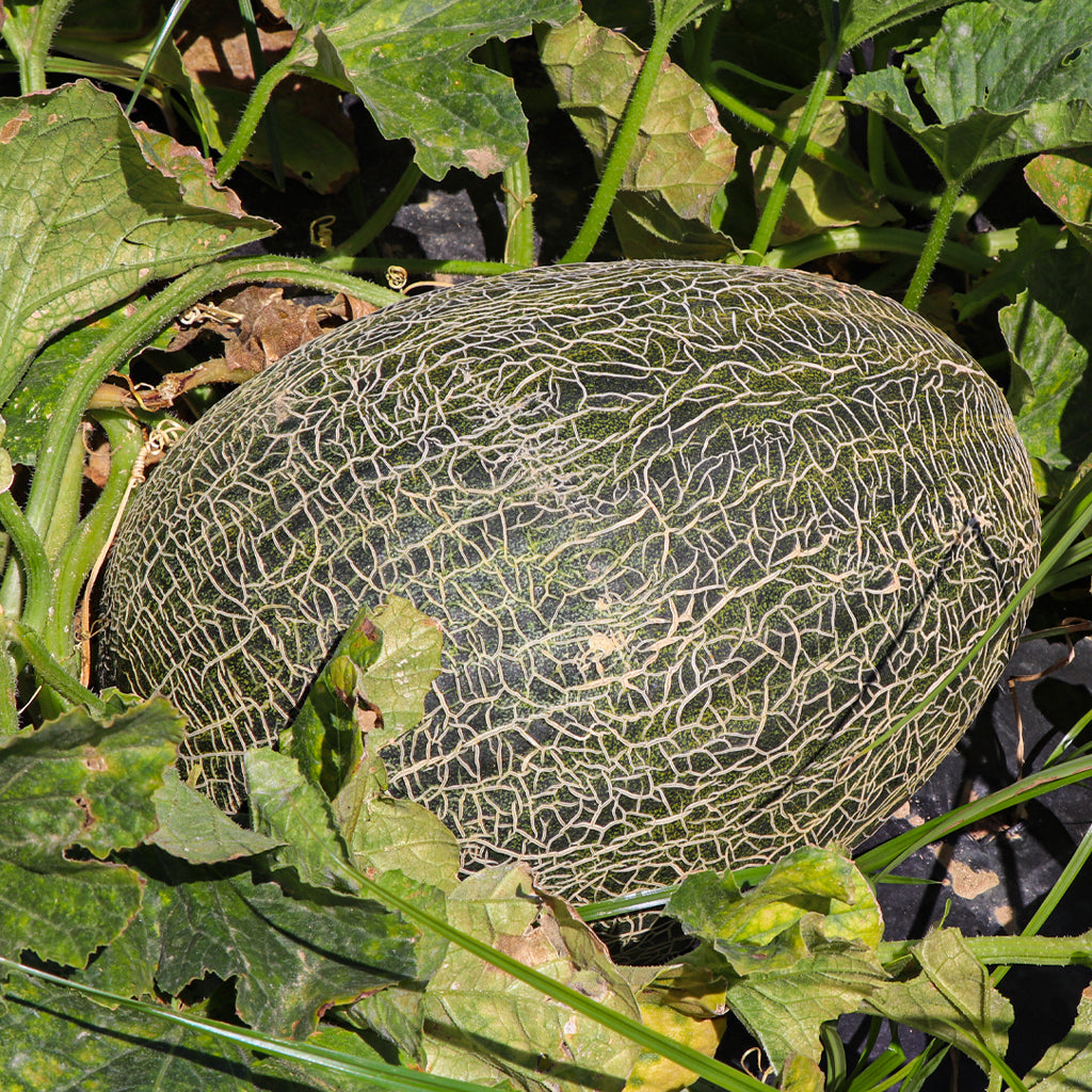 Melón Piel de Sapo