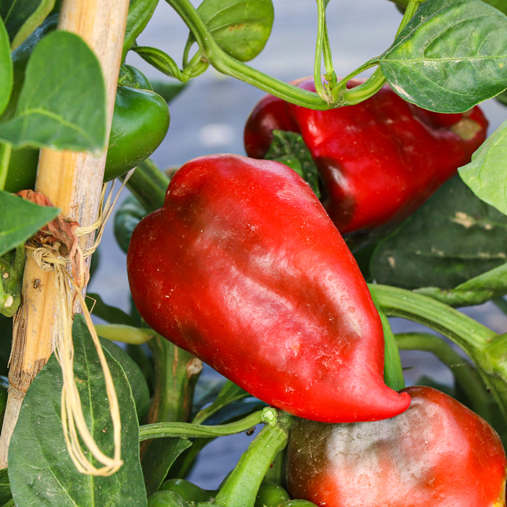 Pimiento del Piquillo