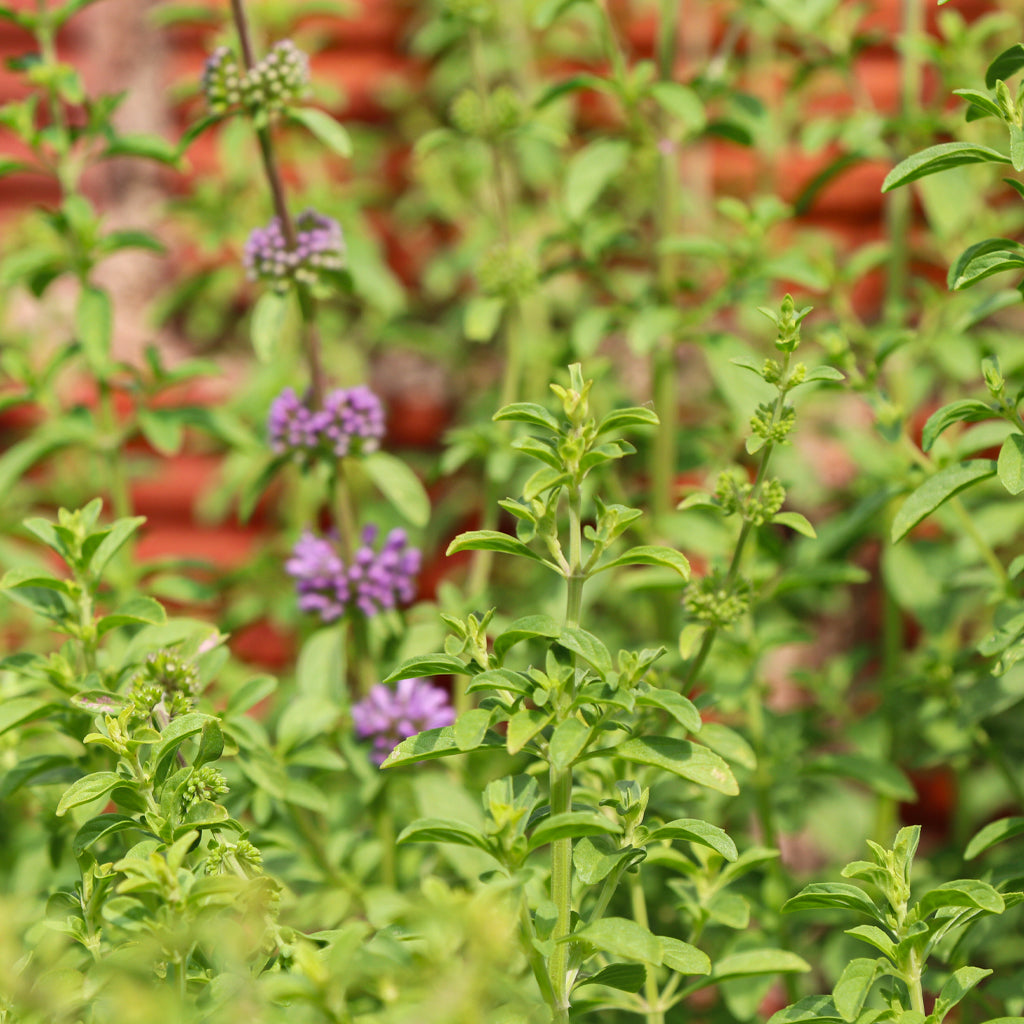 Compra Poleo online en tienda de plantas medicinales y hierbas aromáticas PlantaBo