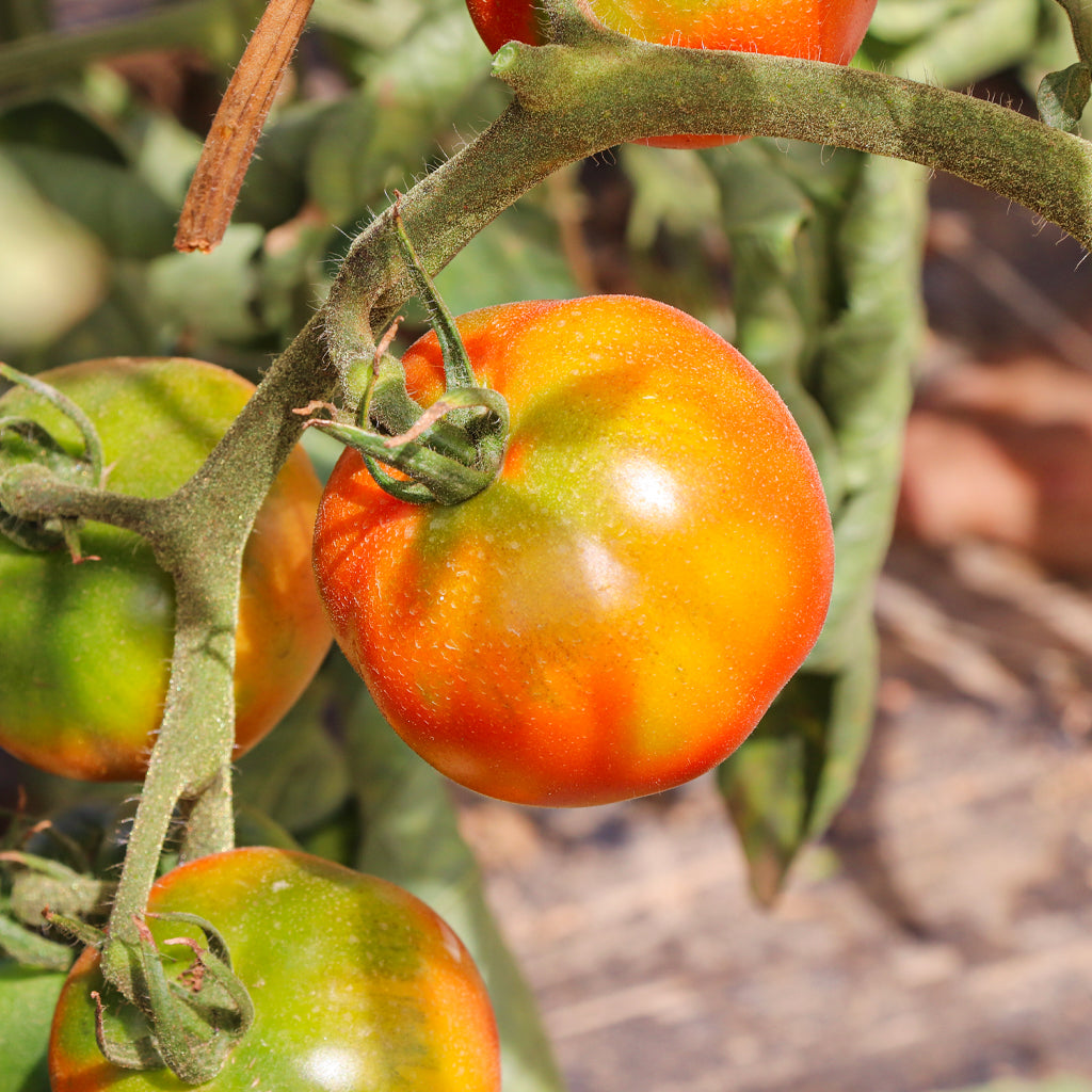 Tomate Pometa