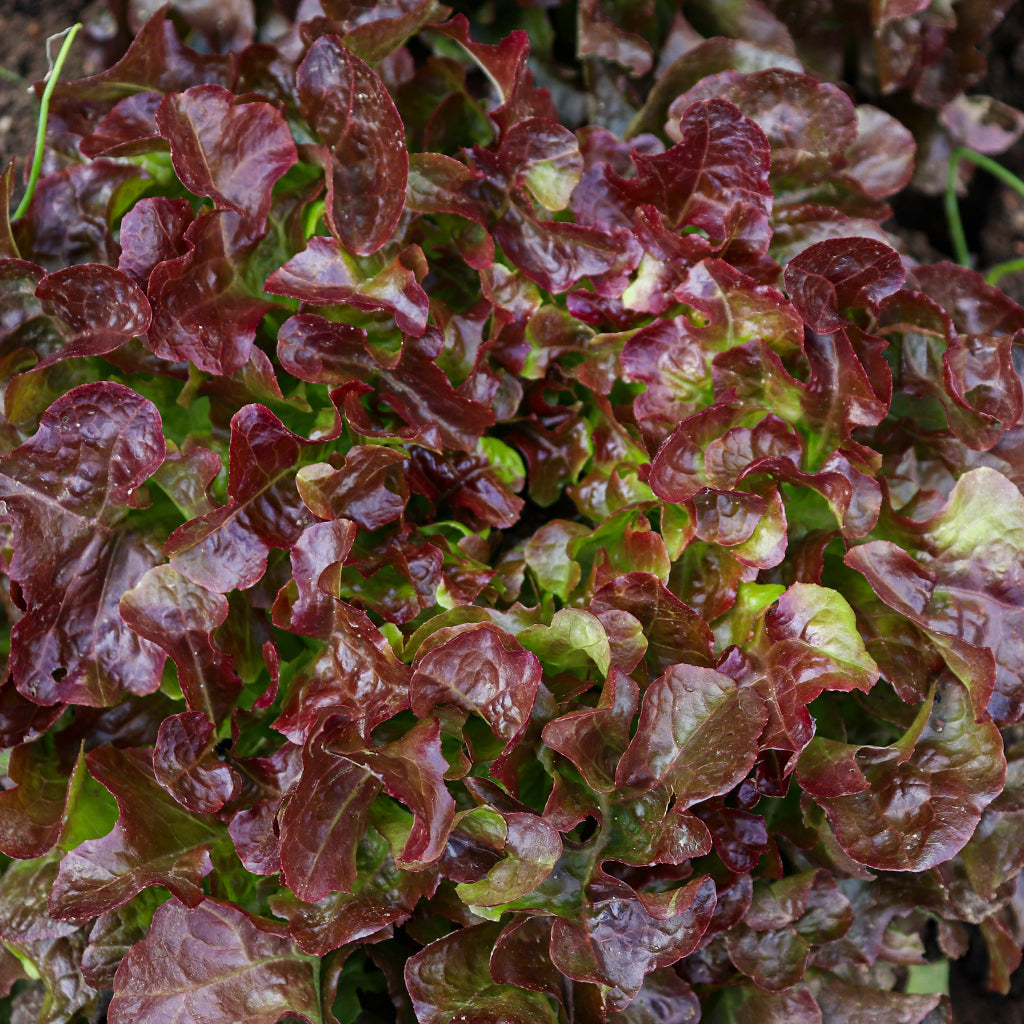 Enciam Fulla de Roure Vermell