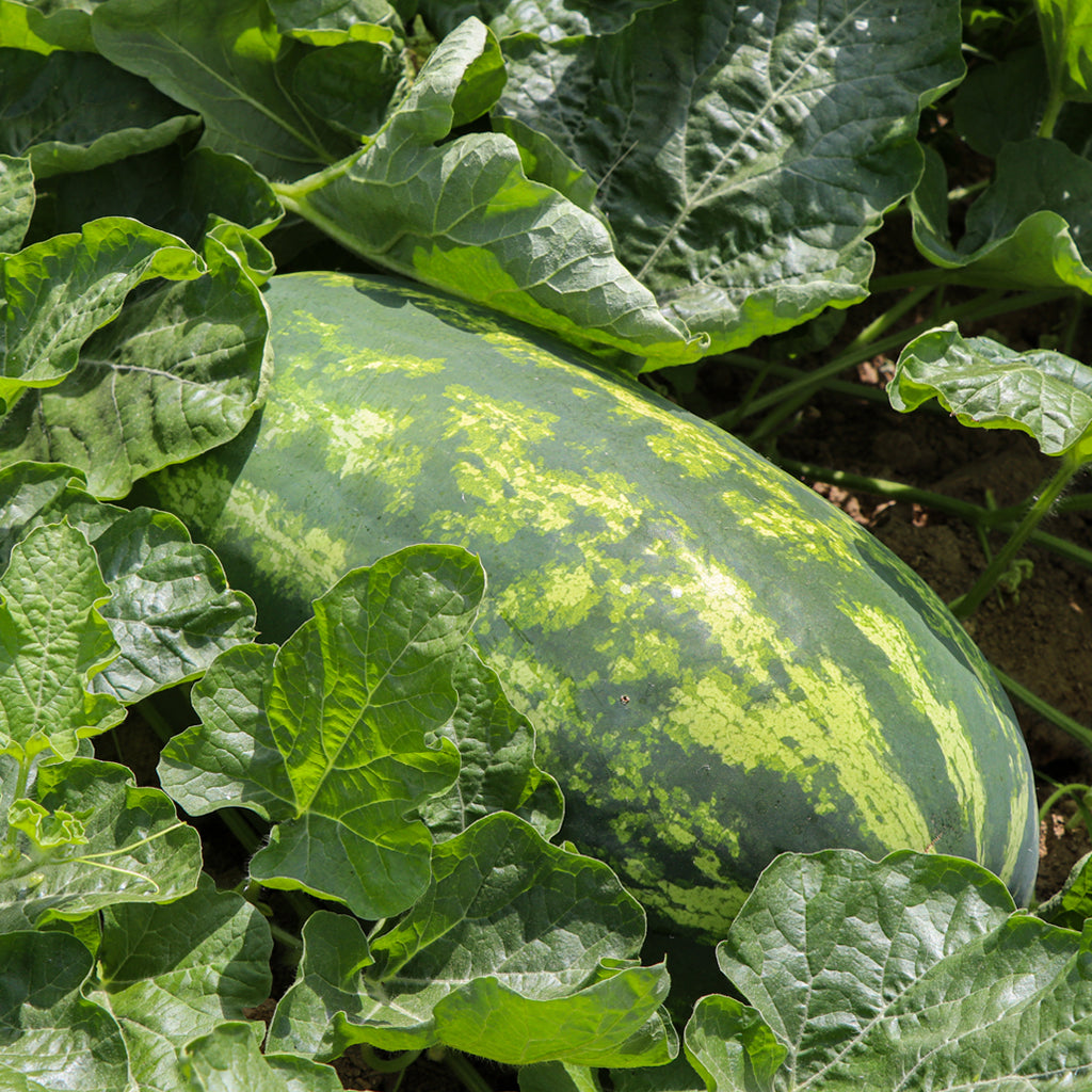 Síndria Ratllada Llarga