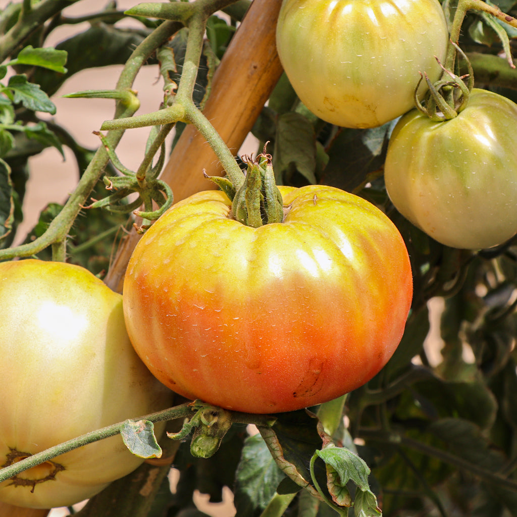 Tomate Rosa Plena