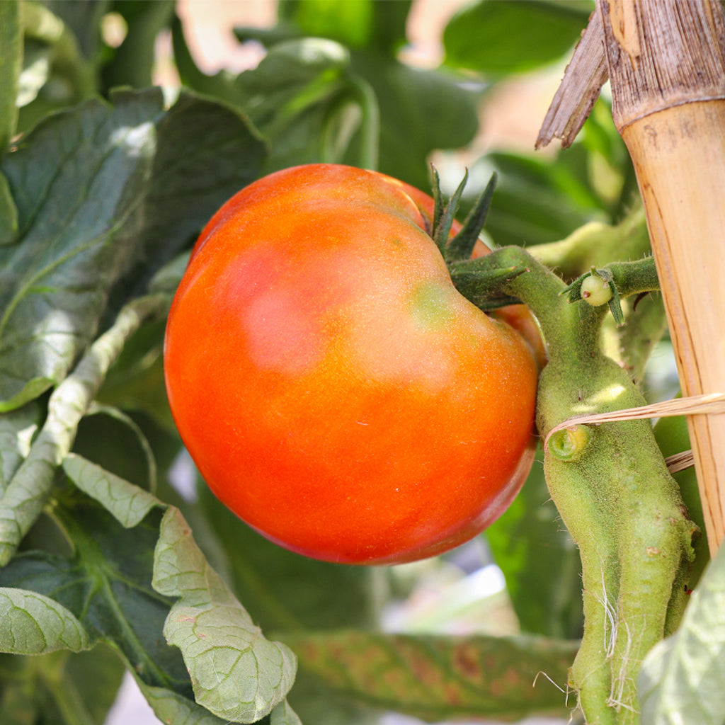 Tomate Híbrido