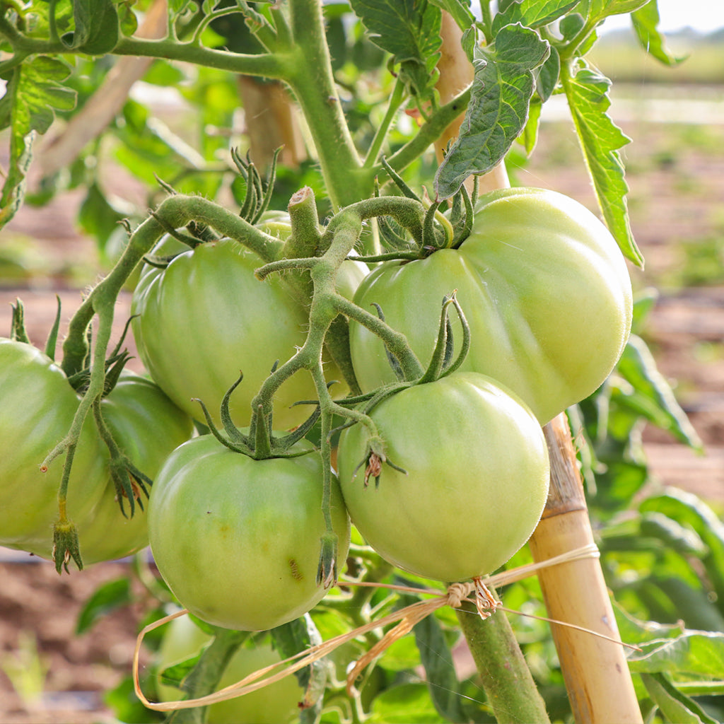 Tomate Híbrido