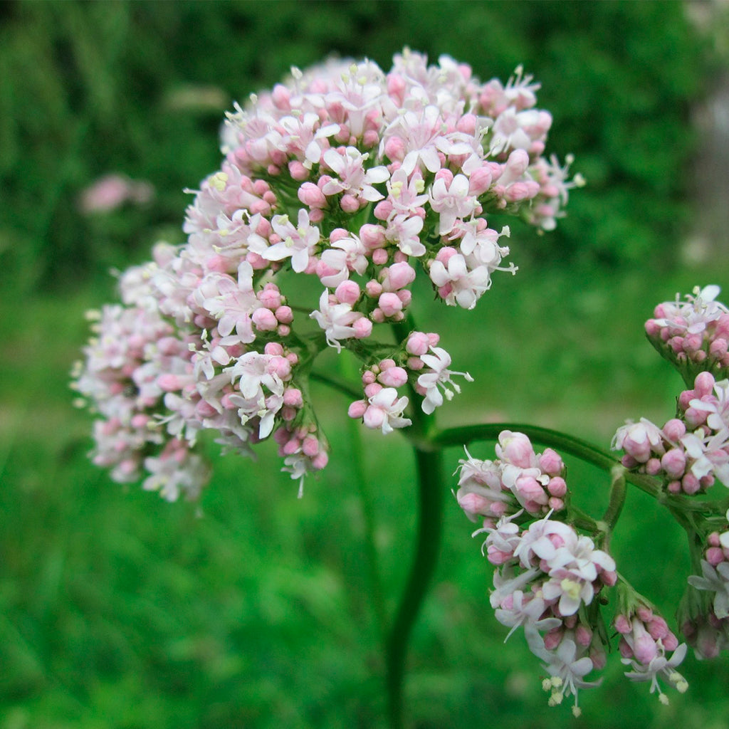 Compra Valeriana online en tienda de plantas medicinales y hierbas aromáticas PlantaBo