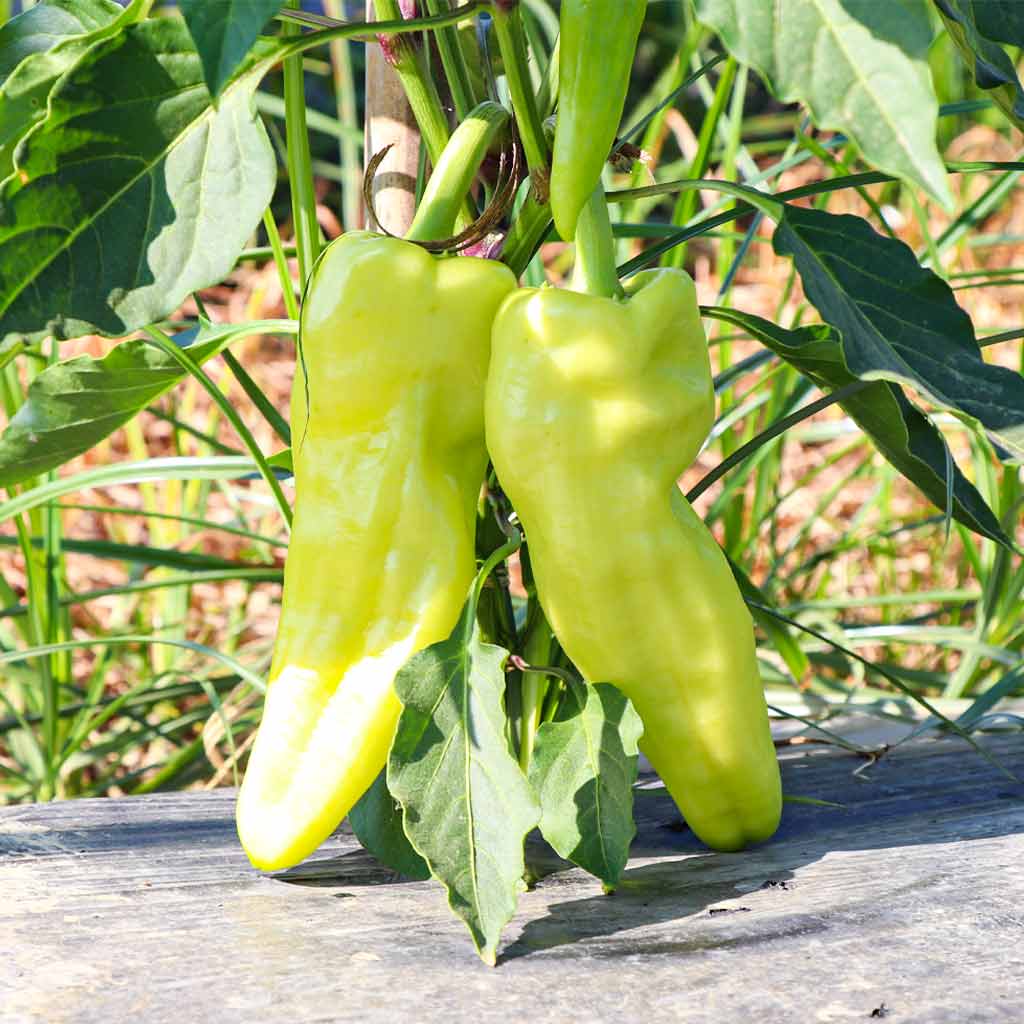 Pimiento Largo Amarillo