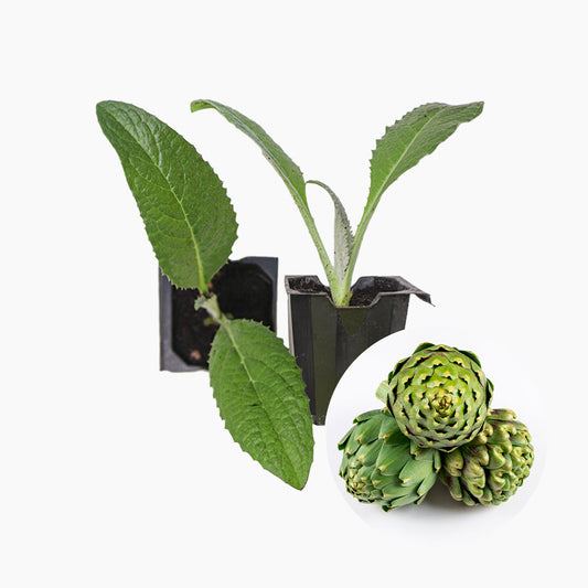 planton de alcachfoa para huerto