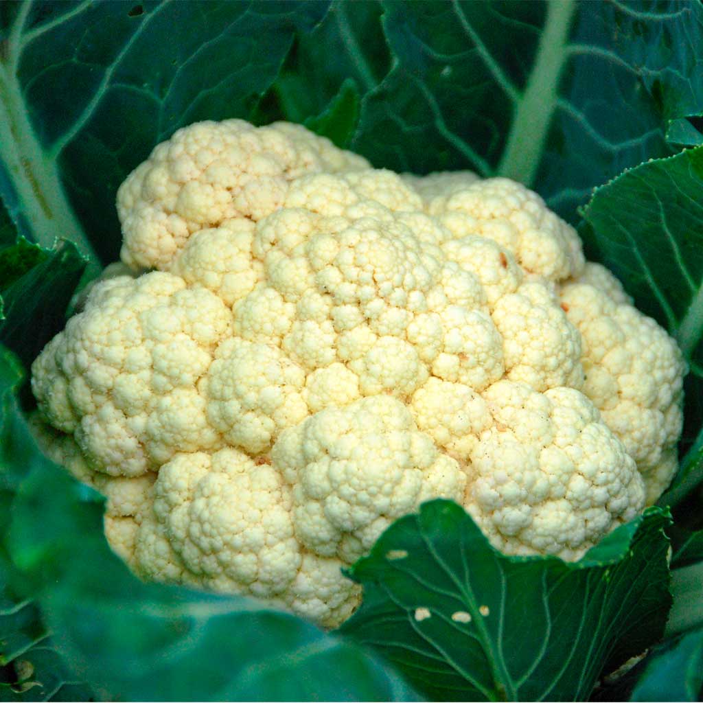 Coliflor Blanca