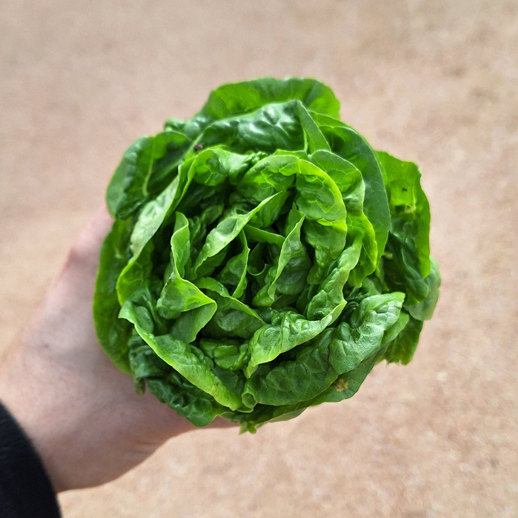 Lechuga Cogollo