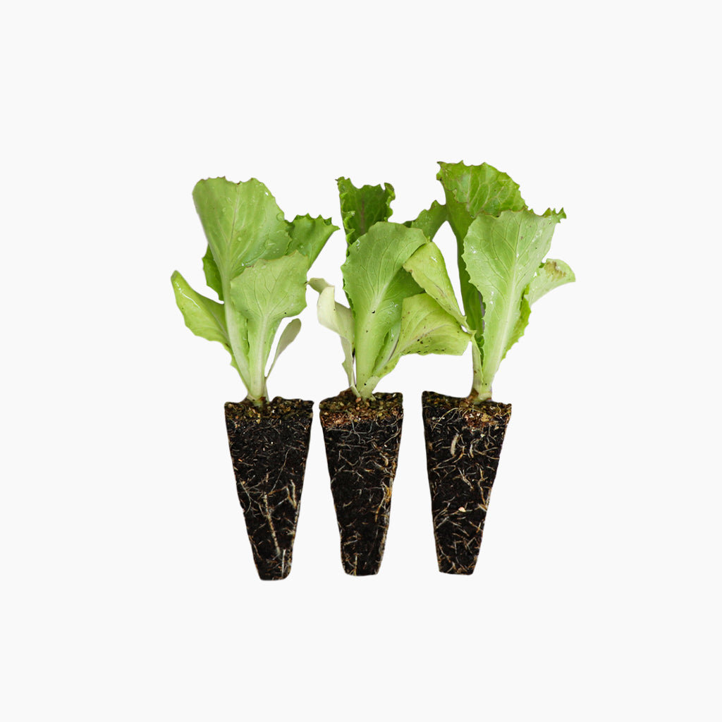 Lechuga Maravilla