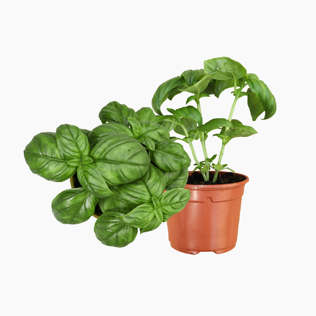 Albahaca de Hoja Grande