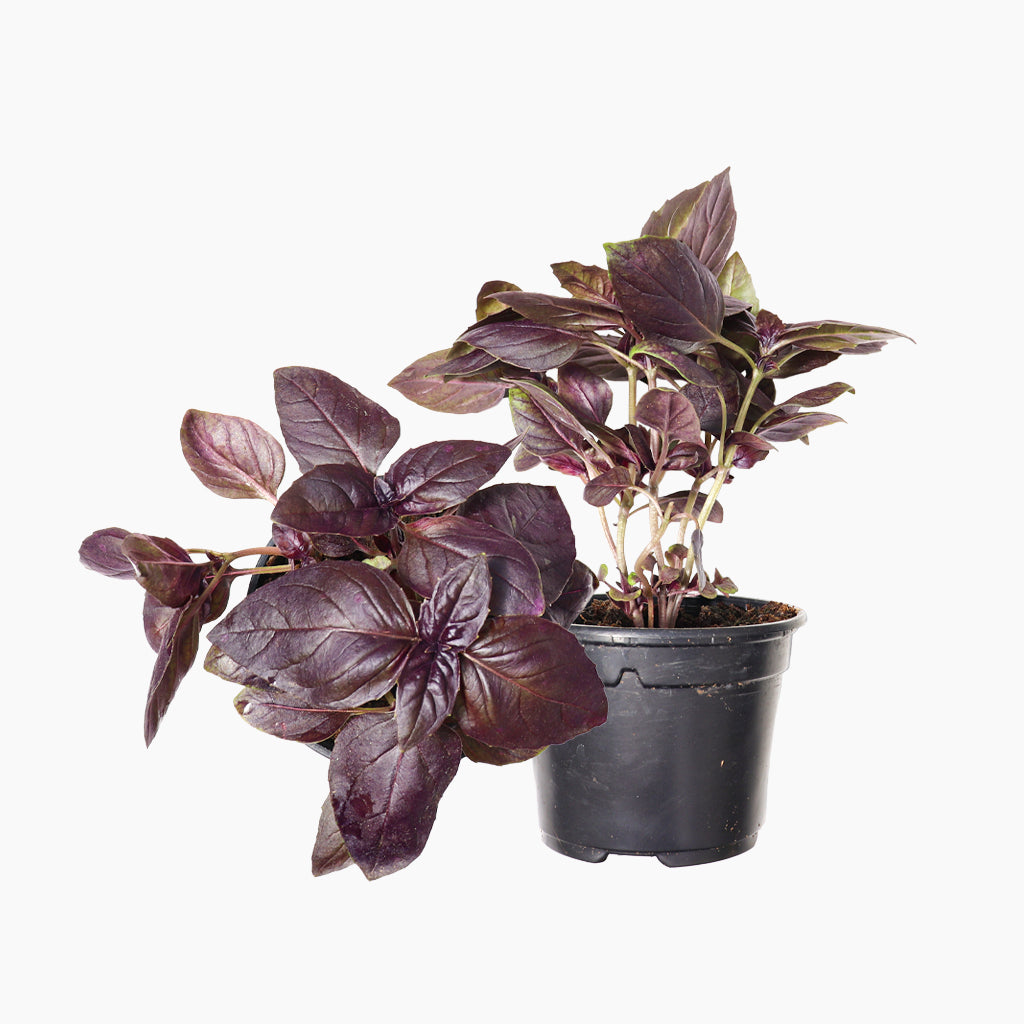 Alfàbrega Morada