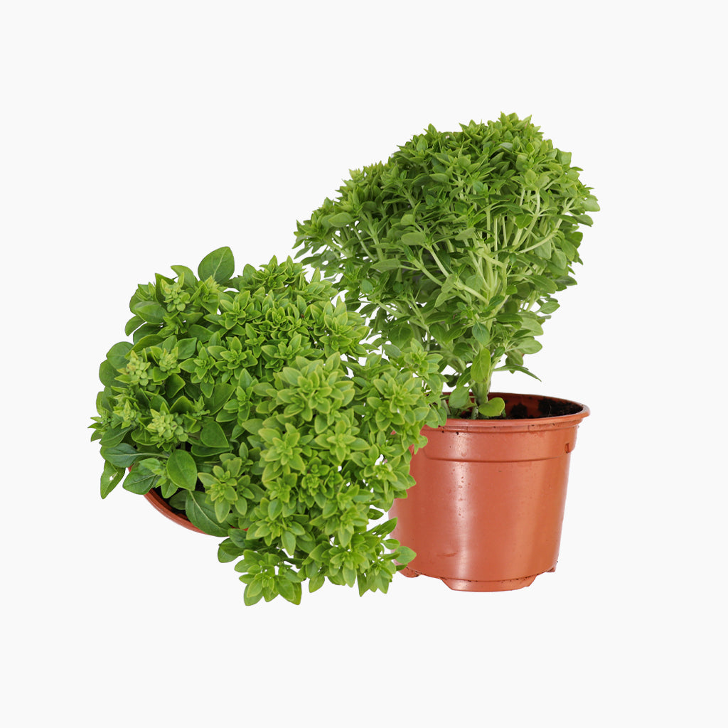 Albahaca de Hoja Pequeña