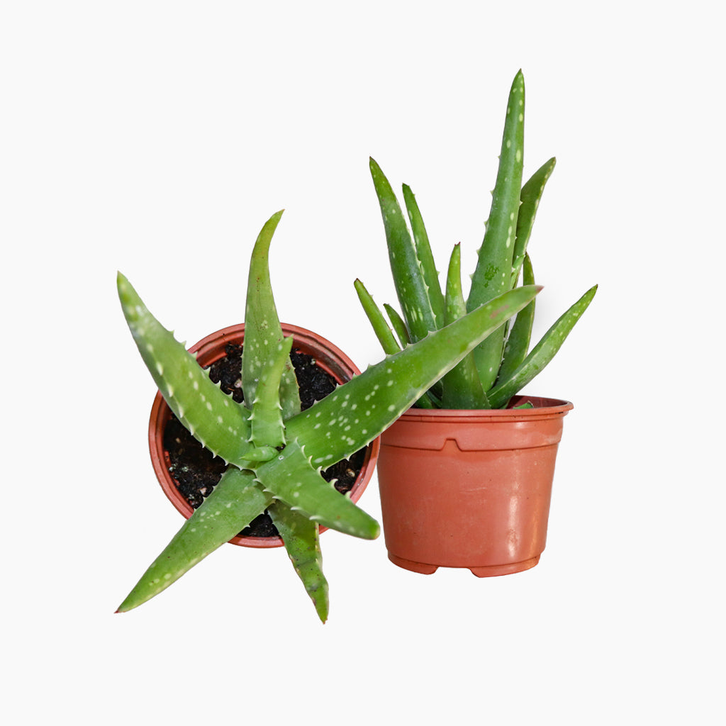 Aloe vera