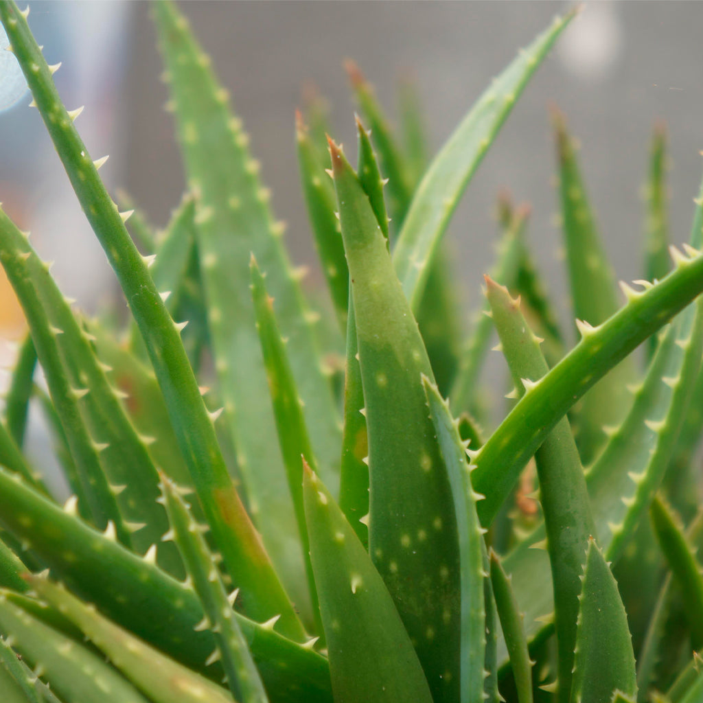 Compra Aloe Vera online en tienda de plantas medicinales y hierbas aromáticas PlantaBo
