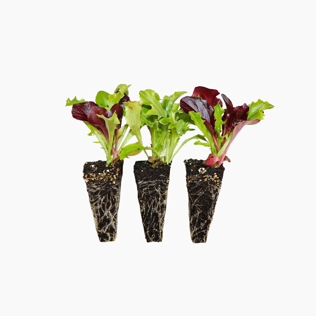 Lechuga Baby Leaf