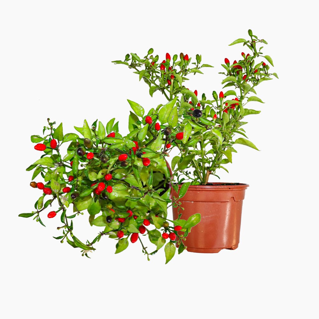 Guindilla HOT