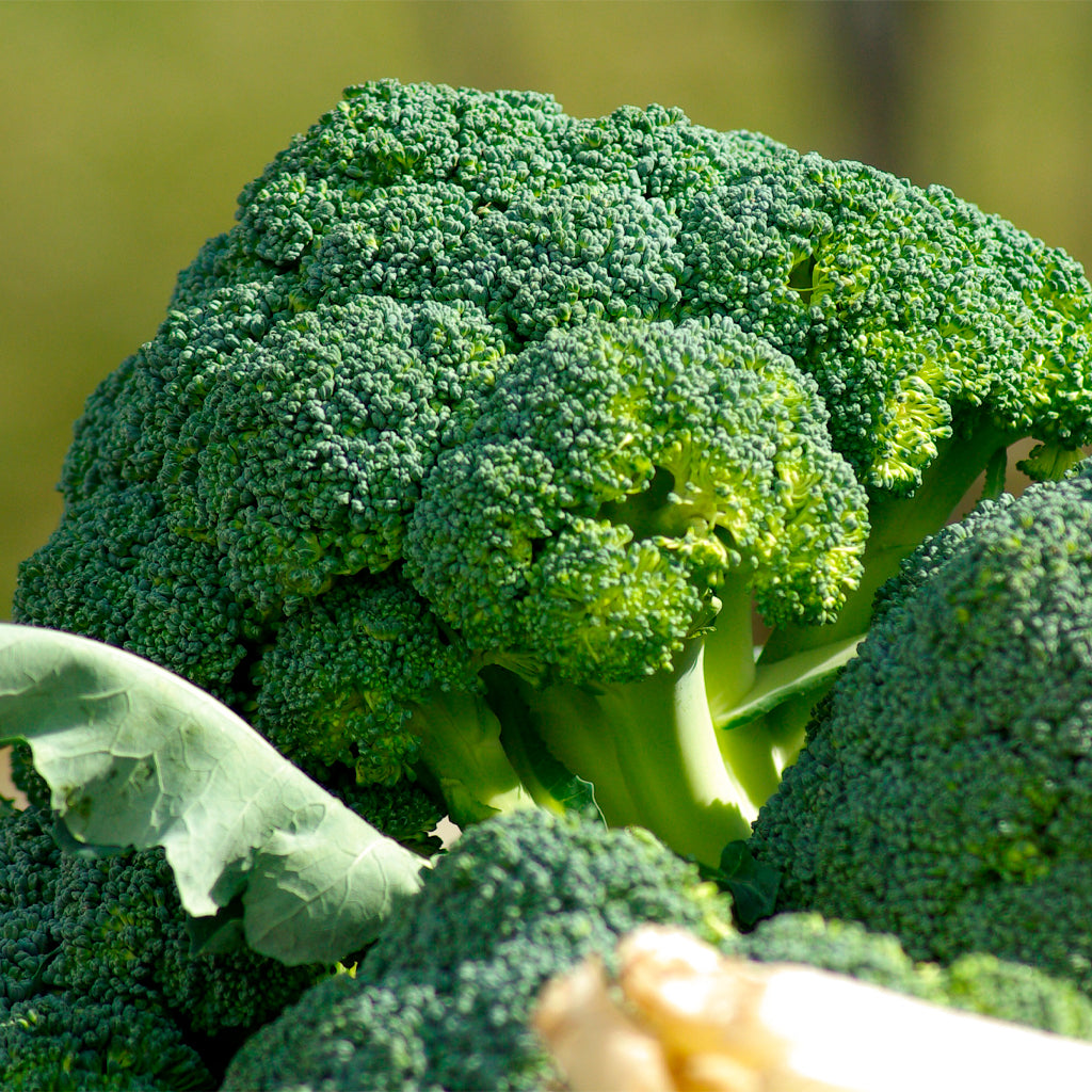 Compra Brócoli online en tienda de plantas PlantaBo