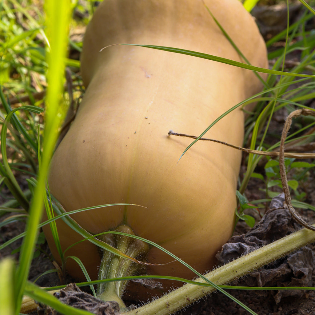 Calabaza Larga