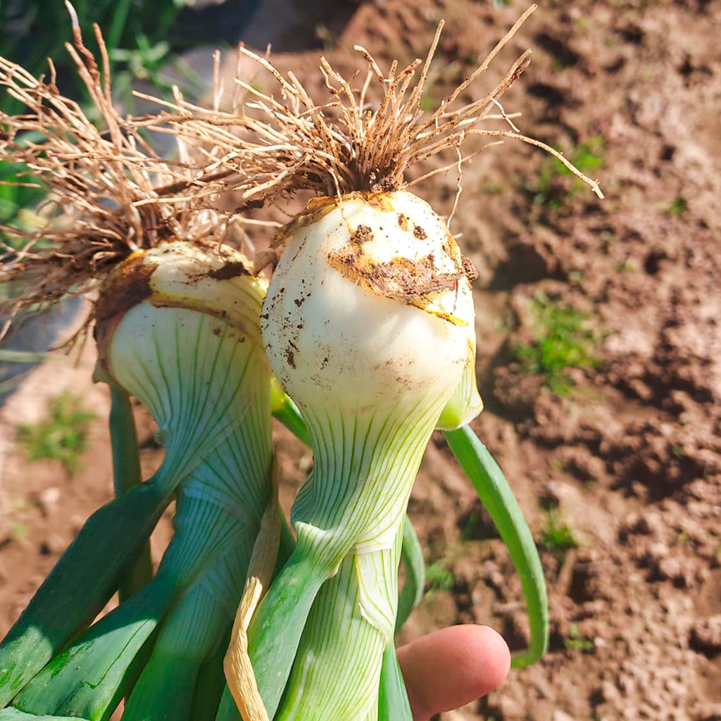 Compra Cebolla Amarilla Híbrida online en tienda de plantas PlantaBo