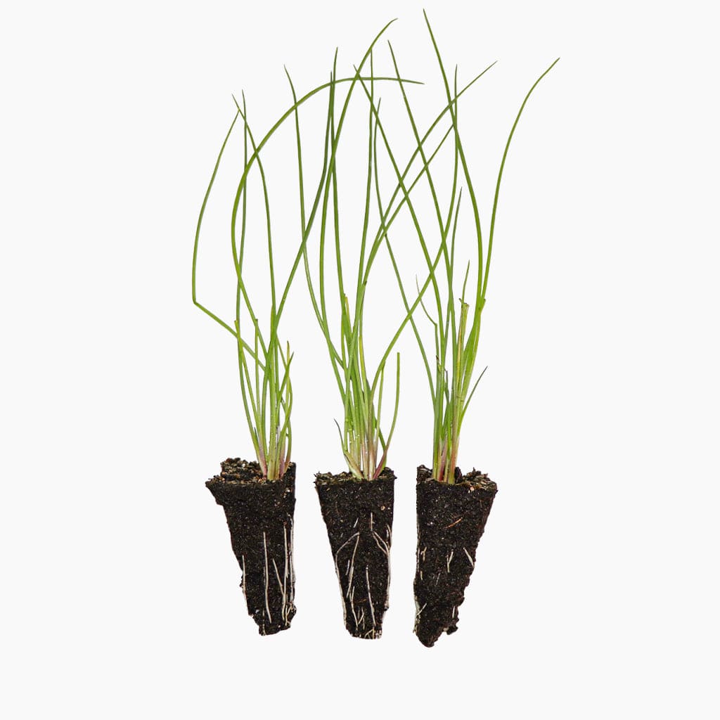 Ceba Vermella