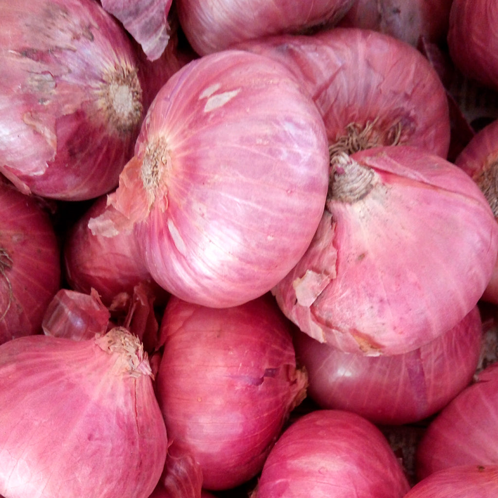 Compra Ceba Rosada de Figueres online a la botiga de plantes PlantaBo