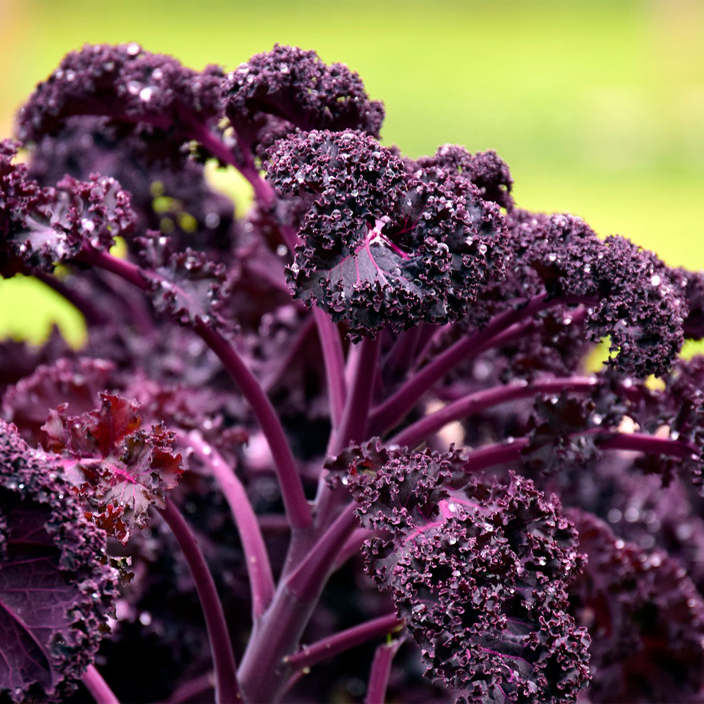 Col Kale Morada