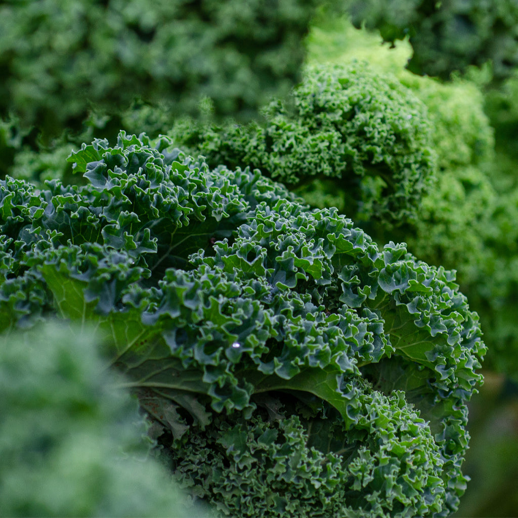 Col Kale Verde