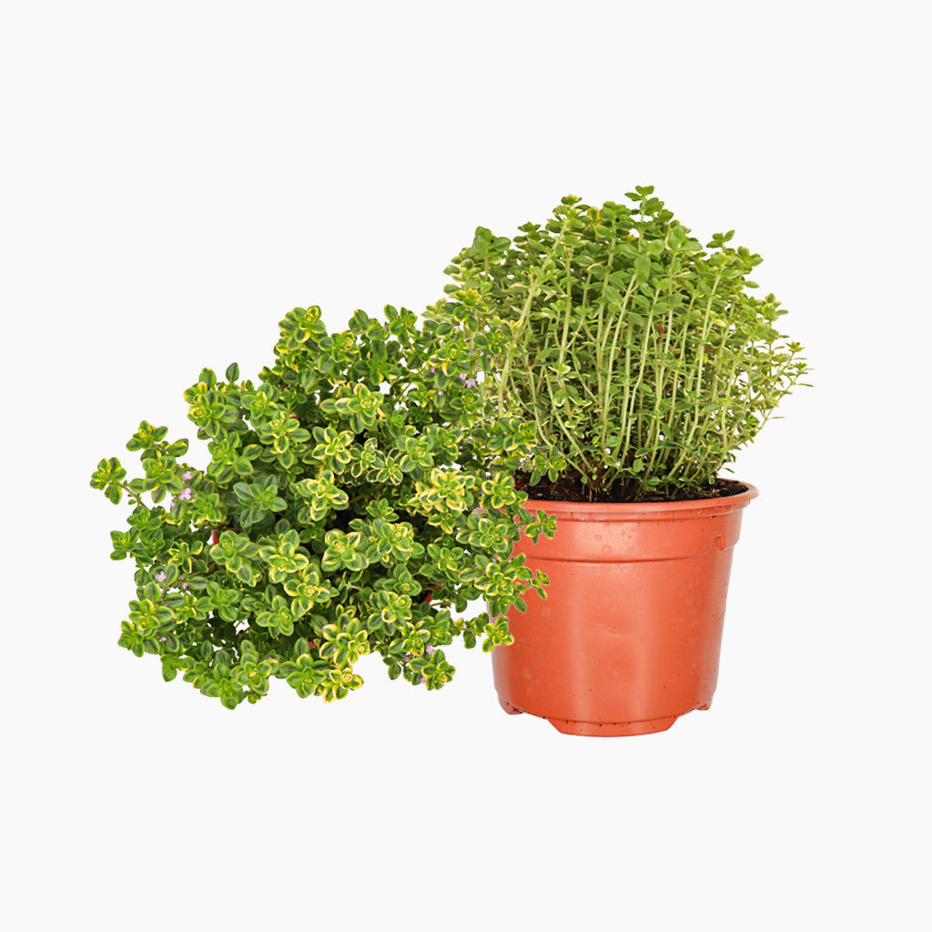 Farigola Llimonera Groga