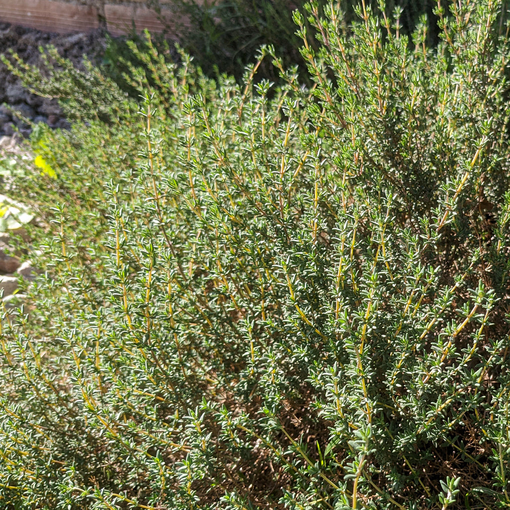 Farigola Verda