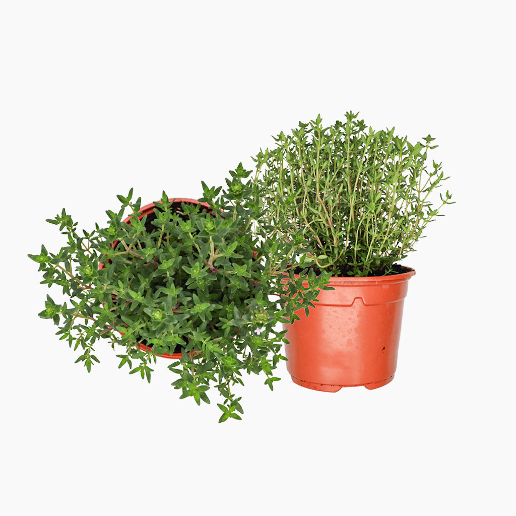 Farigola Verda