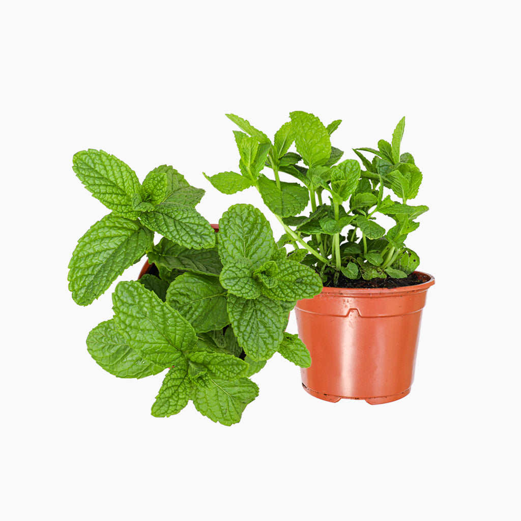 Menta Piperita