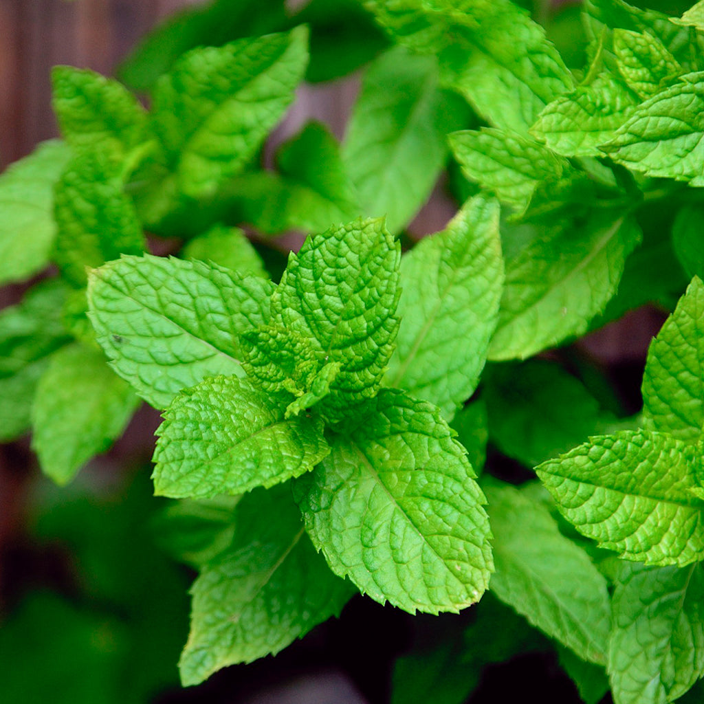 Menta Piperita