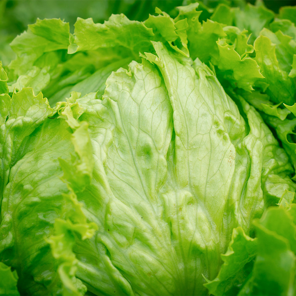 Enciam Iceberg