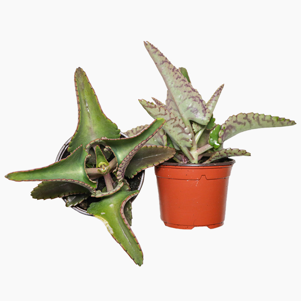 Kalanchoe