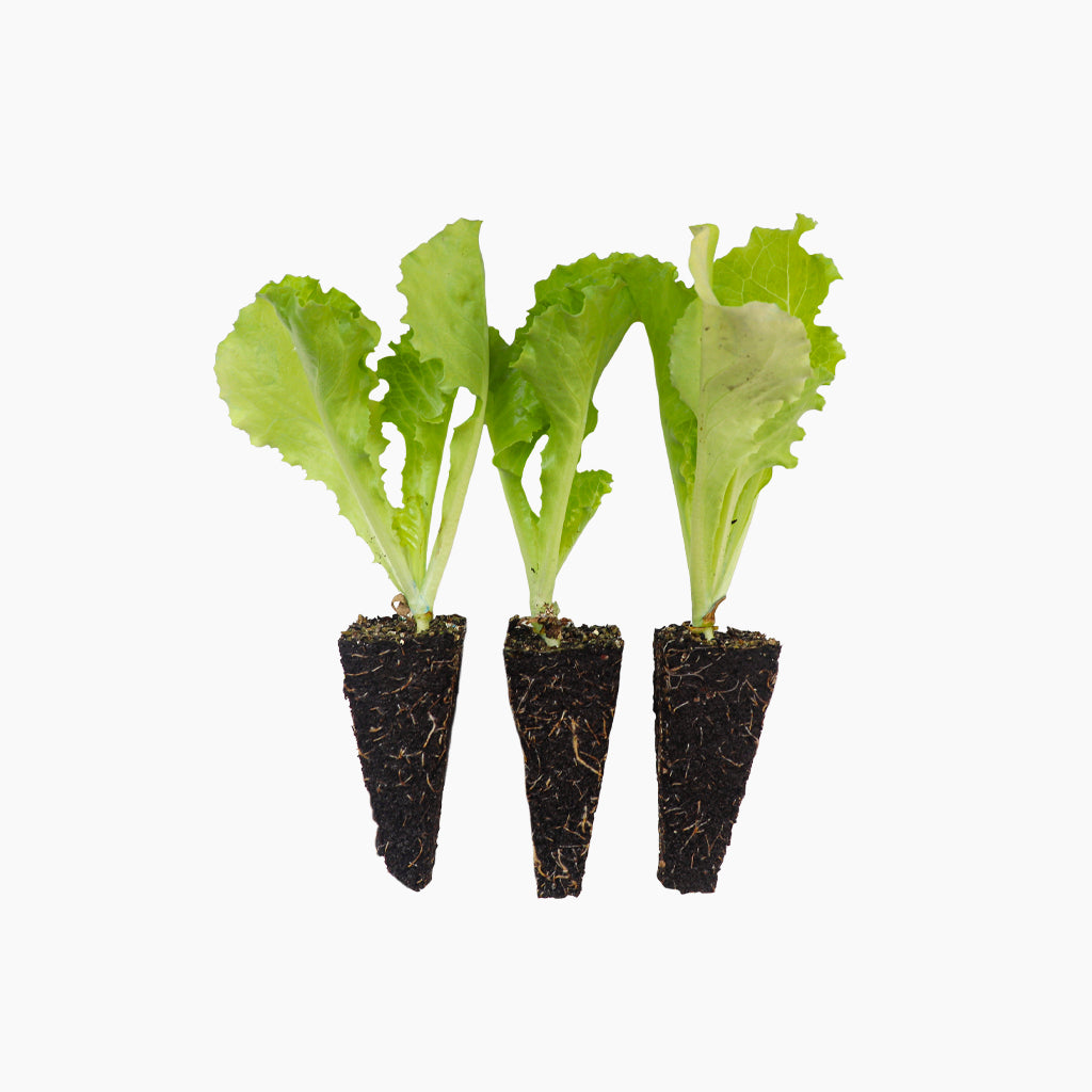Lechuga Batavia
