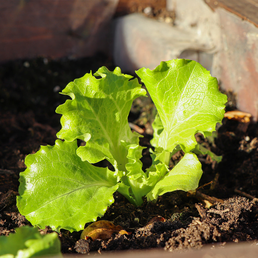Lechuga Batavia